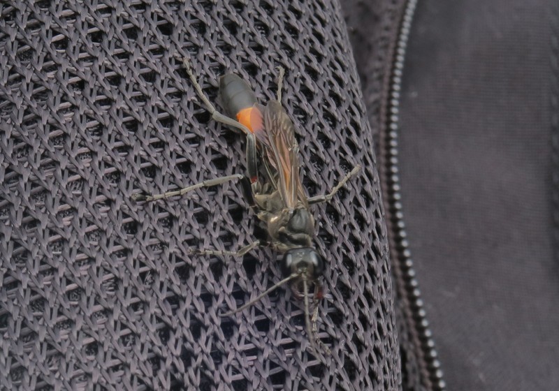 f:id:takemaru2018:20200714214616j:plain