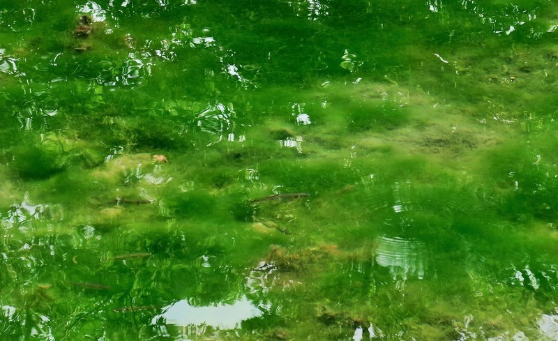 f:id:takemaru2018:20200714214624j:plain