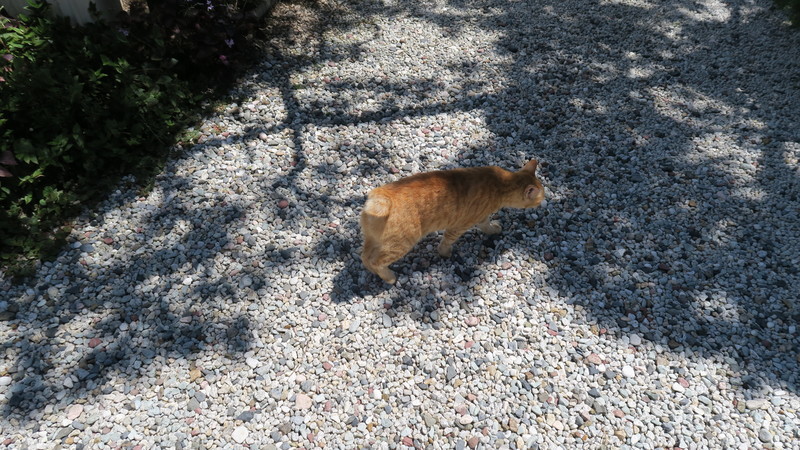 f:id:takemaru2018:20200714214814j:plain