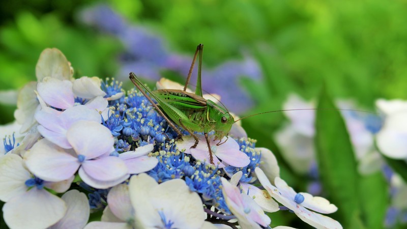 f:id:takemaru2018:20200714214943j:plain