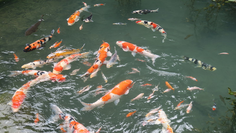 f:id:takemaru2018:20200714215017j:plain