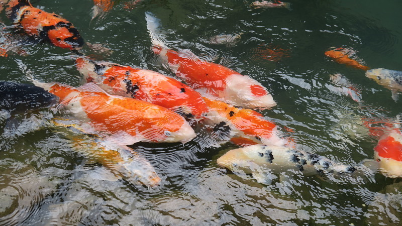 f:id:takemaru2018:20200714215035j:plain