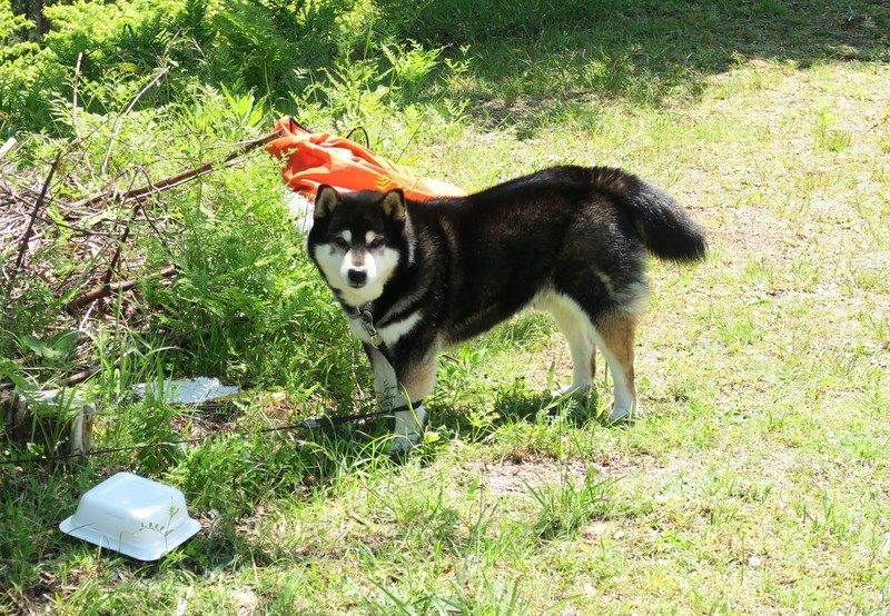 f:id:takemaru2018:20210504090335j:plain