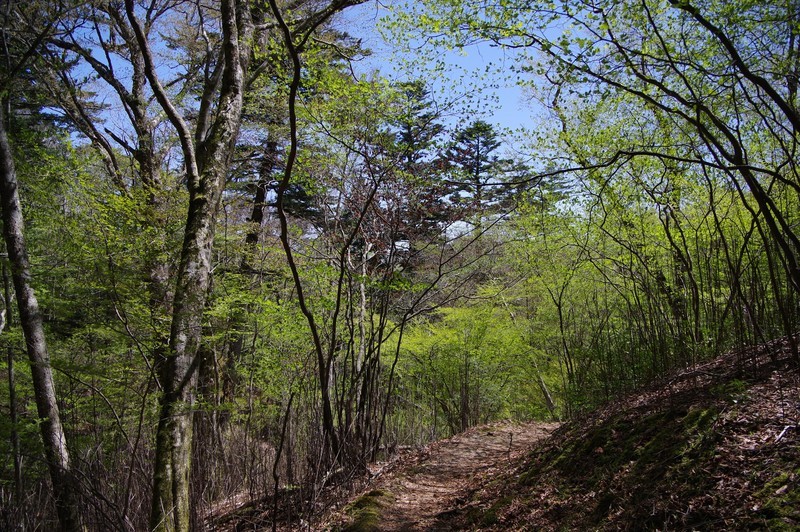 f:id:takemaru2018:20210504090630j:plain