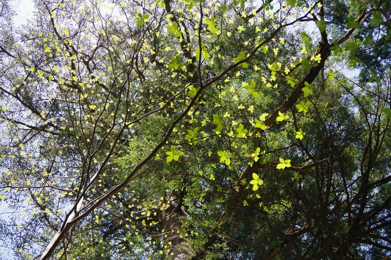 f:id:takemaru2018:20210504090640j:plain