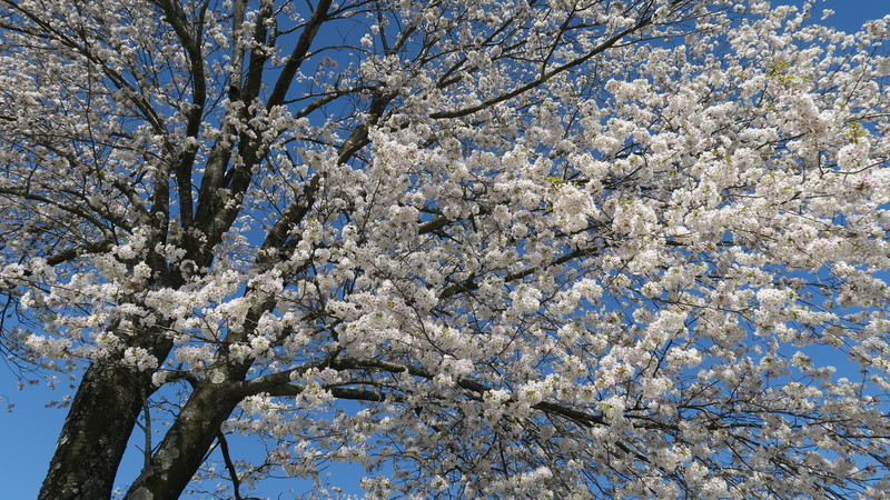 f:id:takemaru2018:20220416151815j:plain