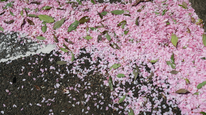 f:id:takemaru2018:20220416151826j:plain