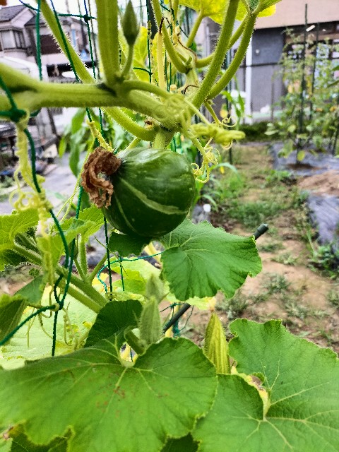 f:id:takeoido:20230708122114j:image