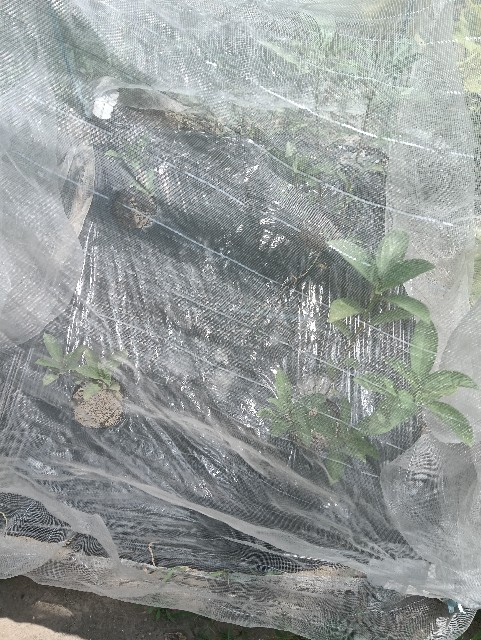 f:id:takeoido:20250726115142j:image