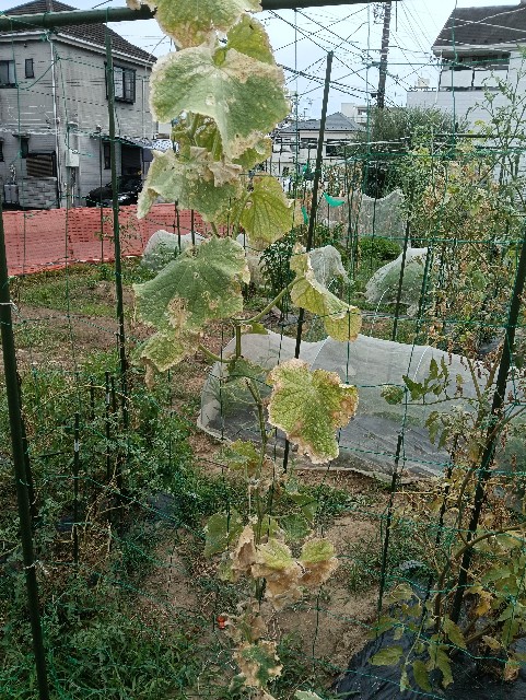 f:id:takeoido:20250809170509j:image