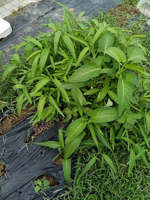 f:id:takeoido:20250914154047j:image