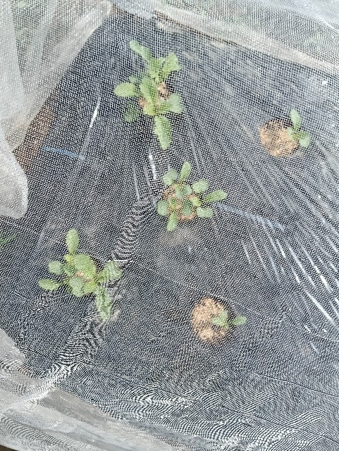 f:id:takeoido:20250927121259j:image f:id:takeoido:20250927121259j:image