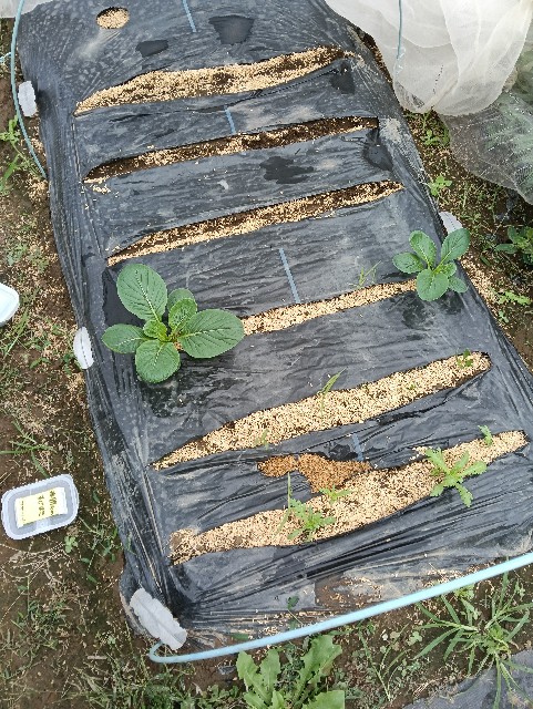 f:id:takeoido:20251012212023j:image