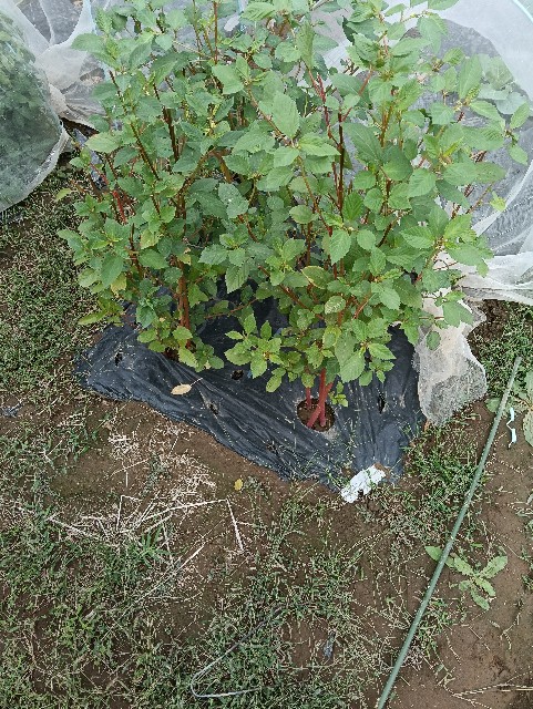 f:id:takeoido:20251012212125j:image