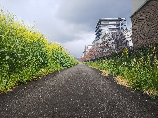 f:id:takeoki:20190401200653j:image