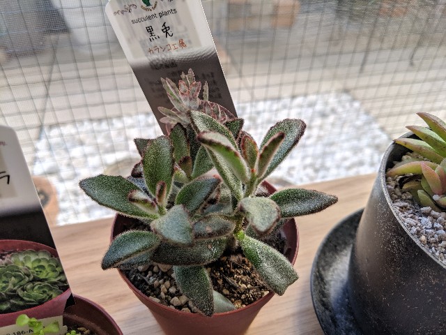 f:id:takeoki:20190925081540j:image