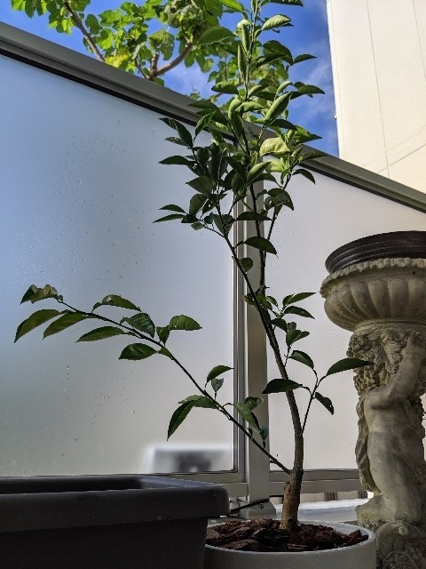 f:id:takeoki:20190925081902j:plain