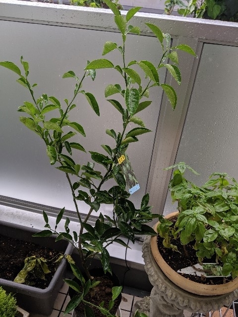 f:id:takeoki:20190925081933j:plain