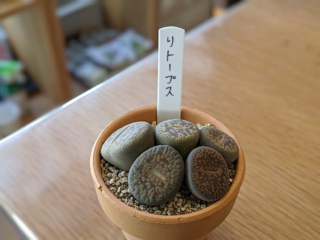 f:id:takeoki:20191106164428j:image f:id:takeoki:20191106164428j:image