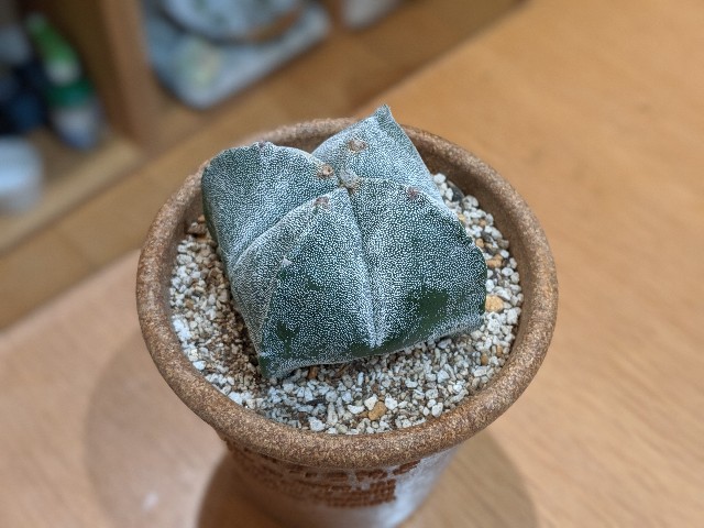 f:id:takeoki:20191112080844j:image f:id:takeoki:20191112080844j:image