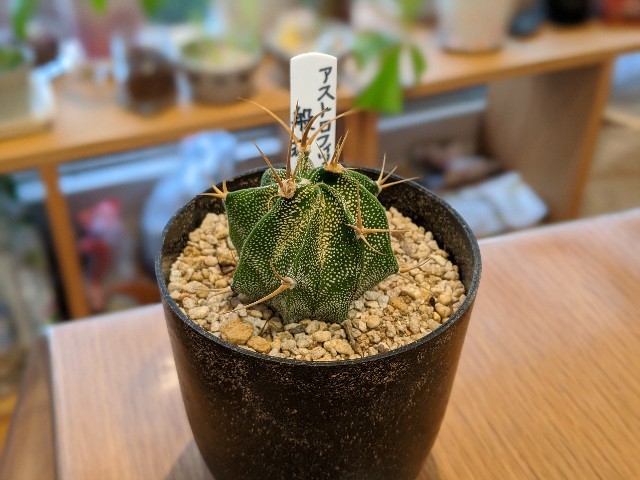 f:id:takeoki:20191118081624j:image