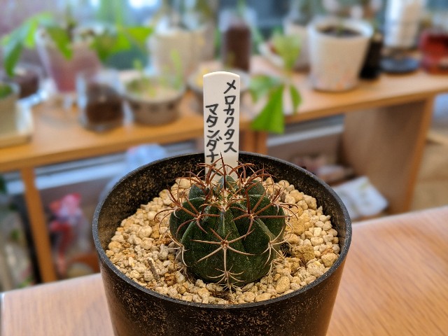 f:id:takeoki:20191118081631j:image