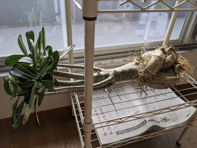 f:id:takeoki:20191126080648j:image