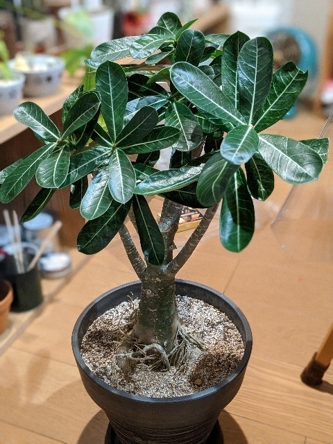 f:id:takeoki:20191126091707j:plain