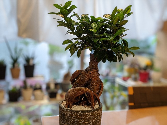 f:id:takeoki:20191223080924j:image f:id:takeoki:20191223080924j:image