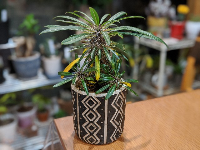 f:id:takeoki:20191223080941j:image f:id:takeoki:20191223080941j:image