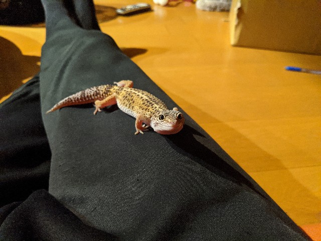 f:id:takeoki:20200302164959j:image f:id:takeoki:20200302164959j:image