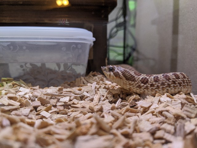 f:id:takeoki:20200629123719j:image f:id:takeoki:20200629123719j:image