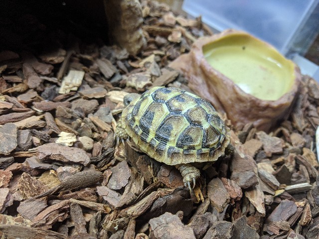 f:id:takeoki:20200629123736j:image f:id:takeoki:20200629123736j:image