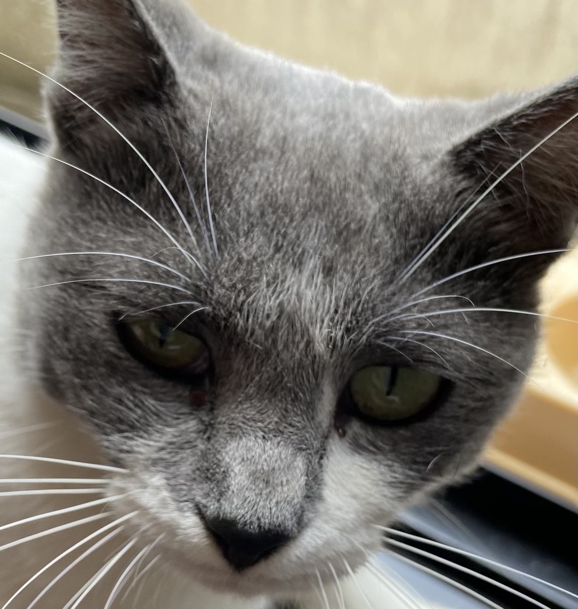 吹き出し右側用のアイコン