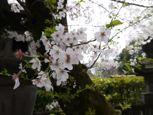 f:id:takeru-c:20110410121620j:image