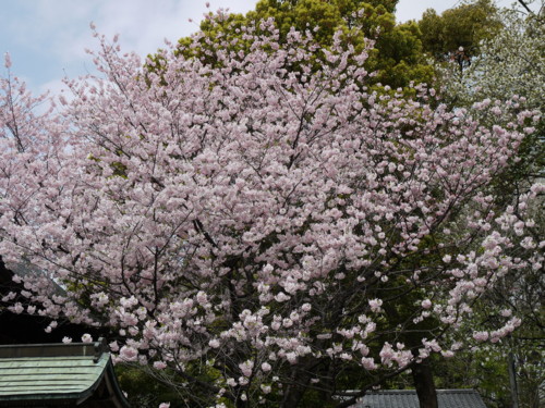 f:id:takeru-c:20110410121630j:image