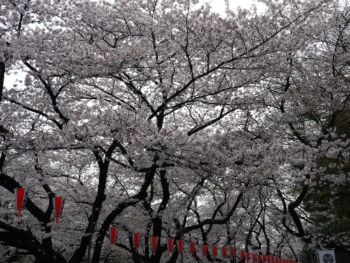 f:id:takeru-c:20110410122928j:image