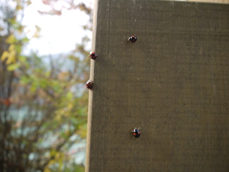 f:id:takeru-c:20111105130622j:image