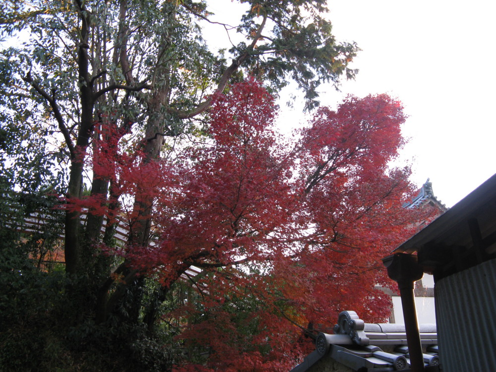 f:id:takerunba:20081207161118j:image:w500