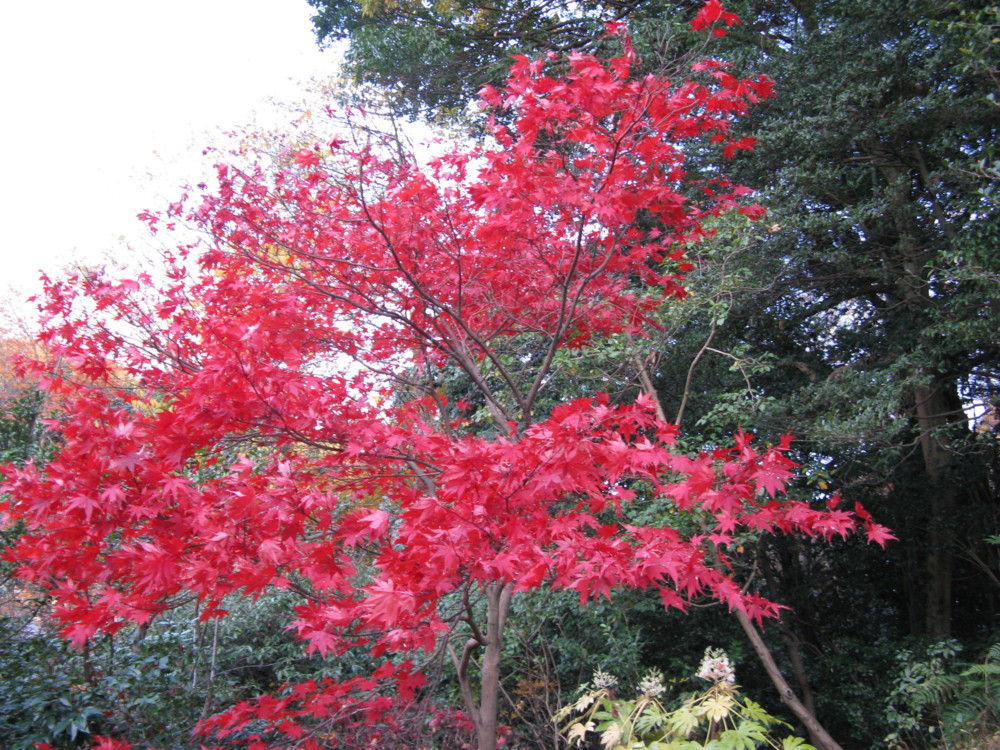 f:id:takerunba:20081207161153j:image:w500