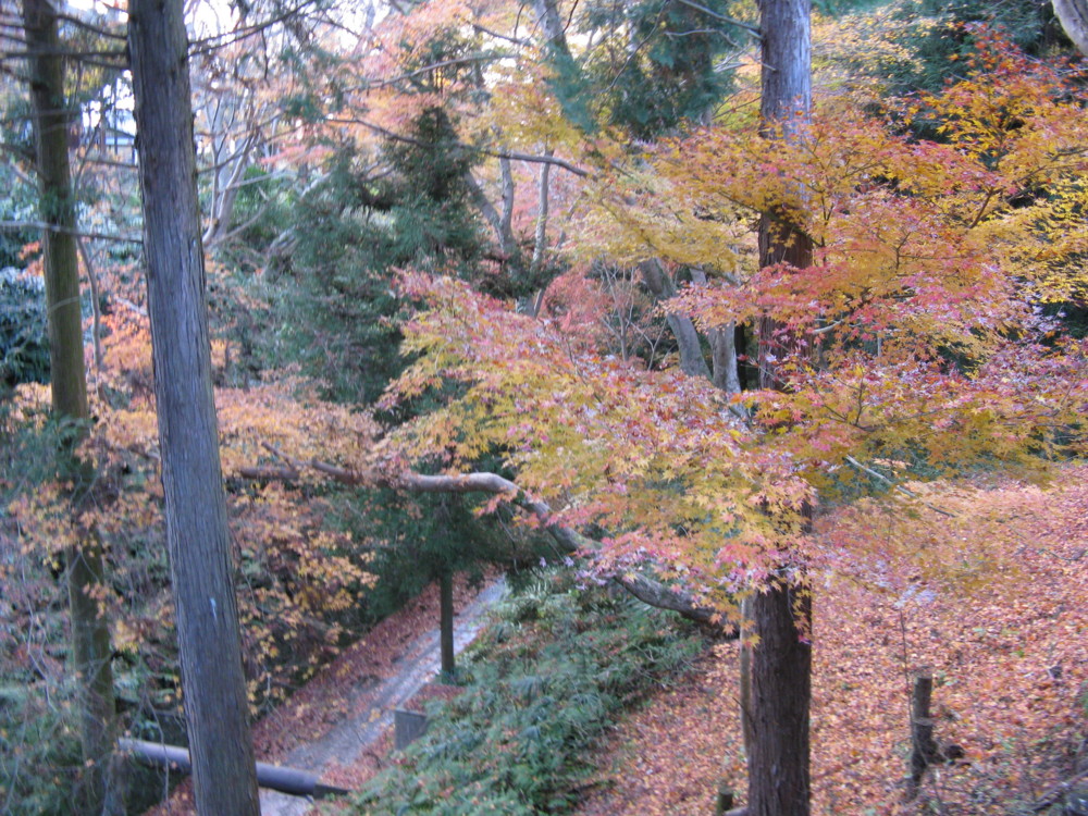 f:id:takerunba:20081207161231j:image:w500