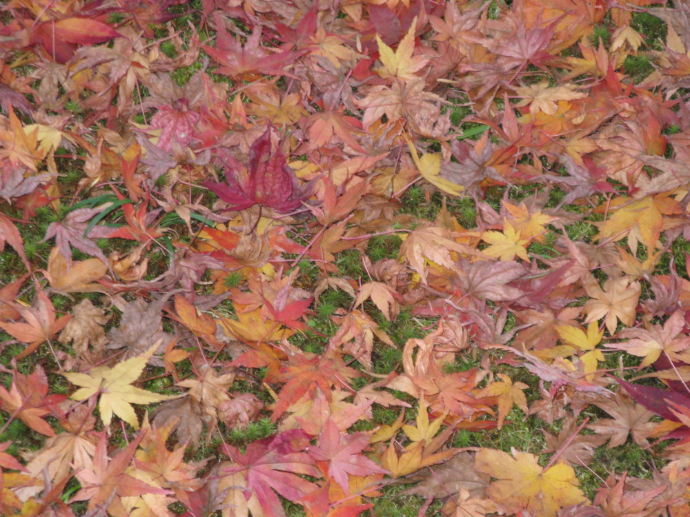 f:id:takerunba:20081207161356j:image:w500