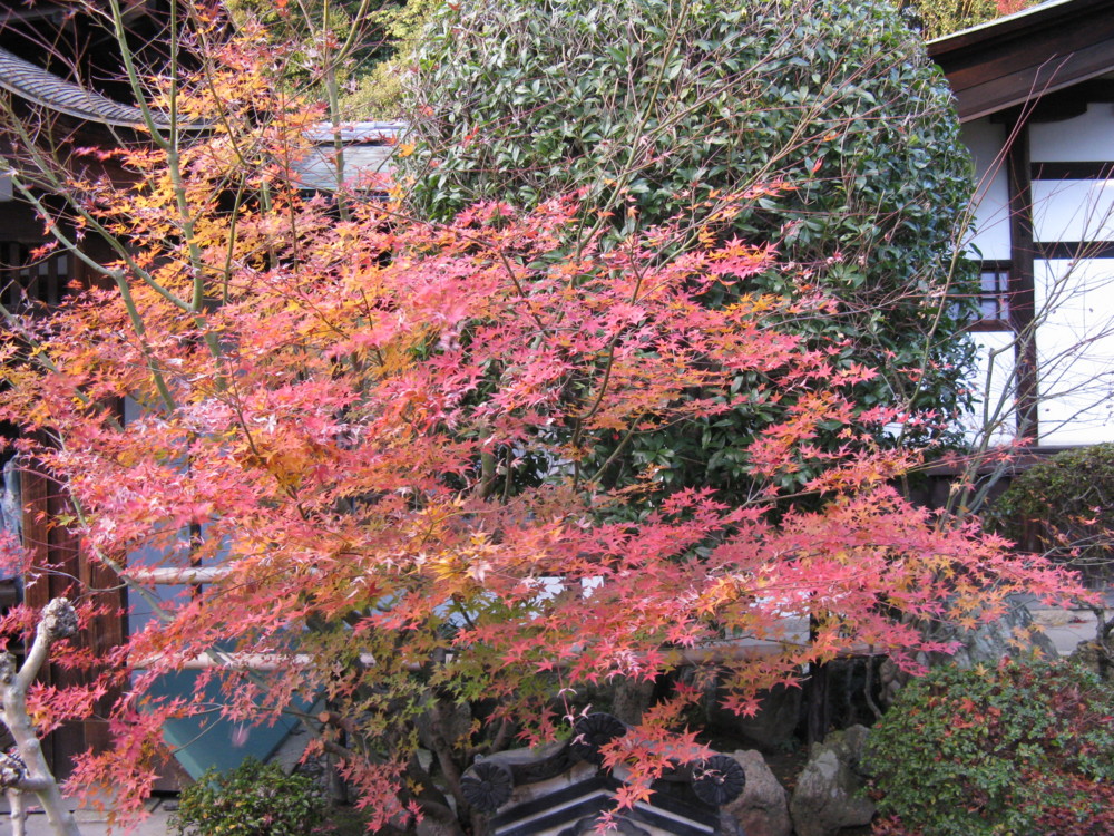f:id:takerunba:20081207161423j:image:w500