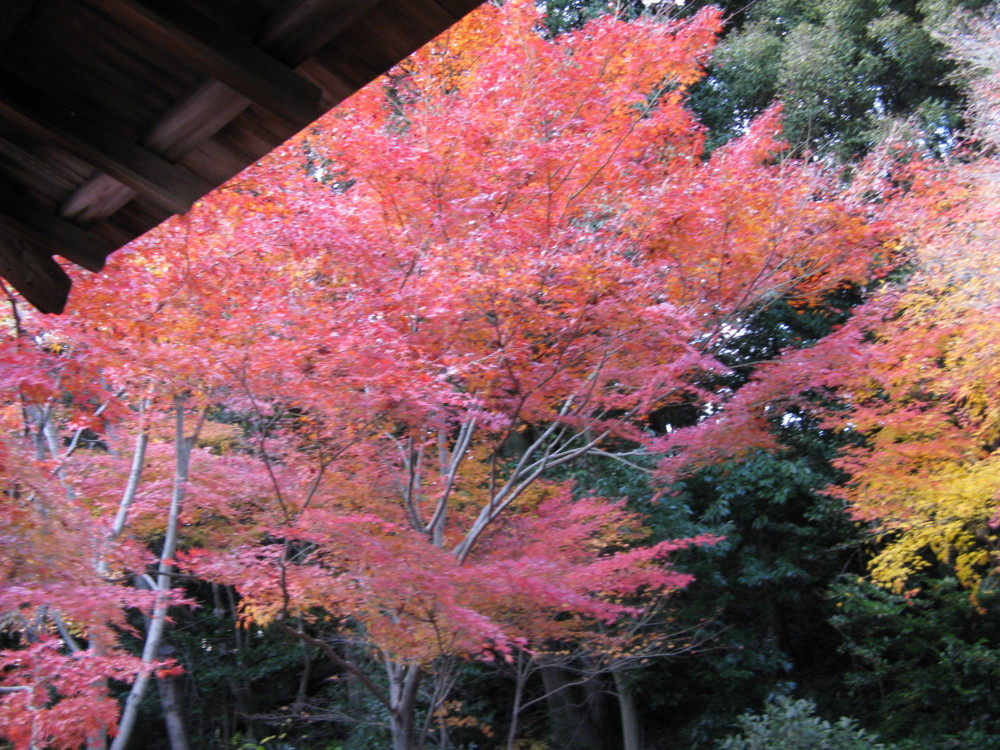 f:id:takerunba:20081207161825j:image:w500