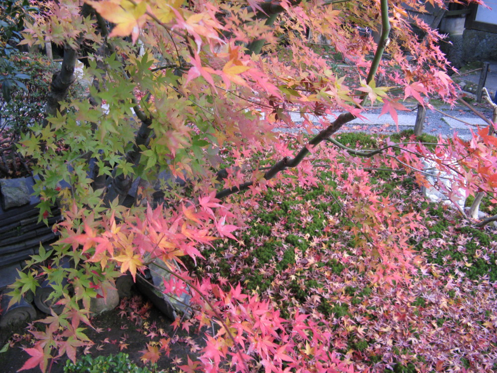 f:id:takerunba:20081207162125j:image:w500