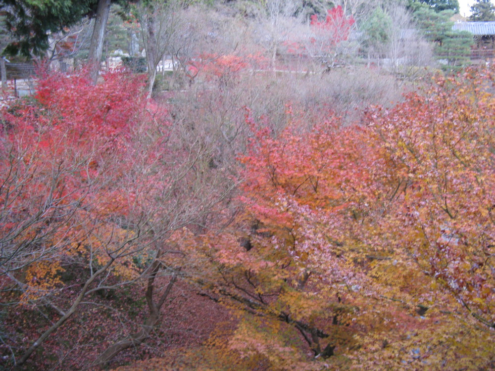 f:id:takerunba:20081207163512j:image:w500