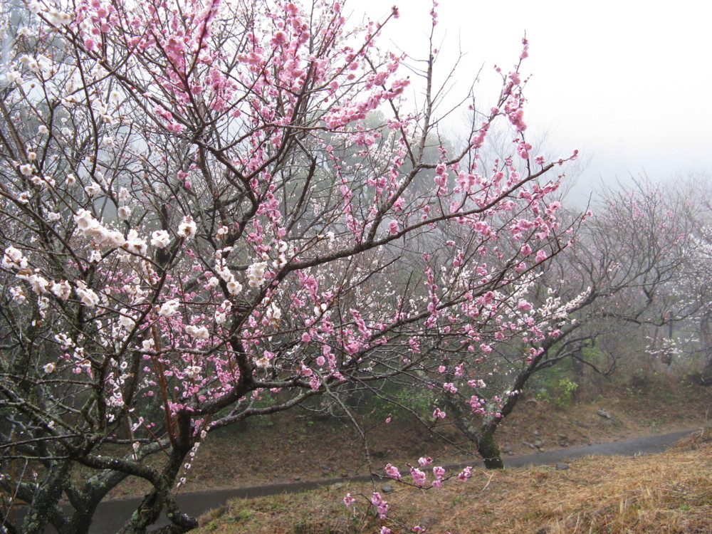 f:id:takerunba:20090226094905j:image:w500