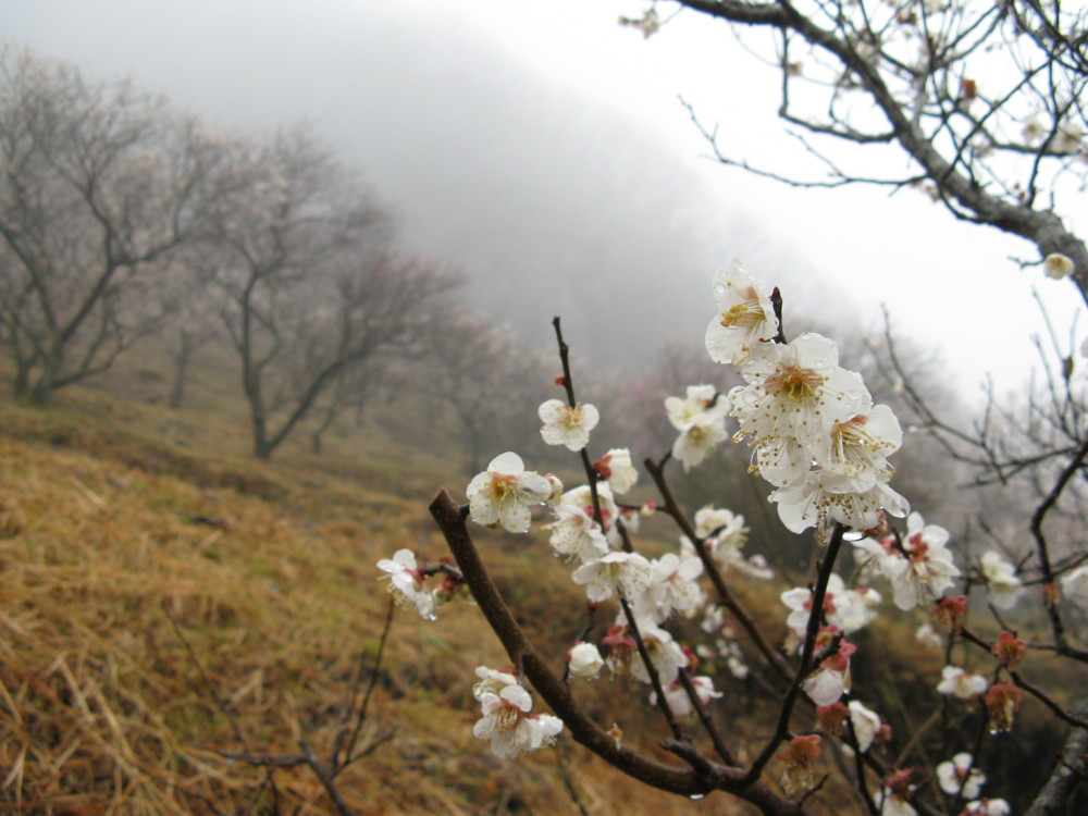 f:id:takerunba:20090226094928j:image:w500