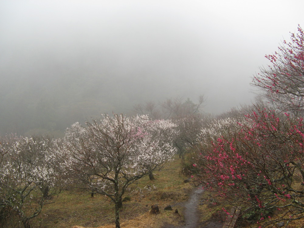 f:id:takerunba:20090226095129j:image:w500