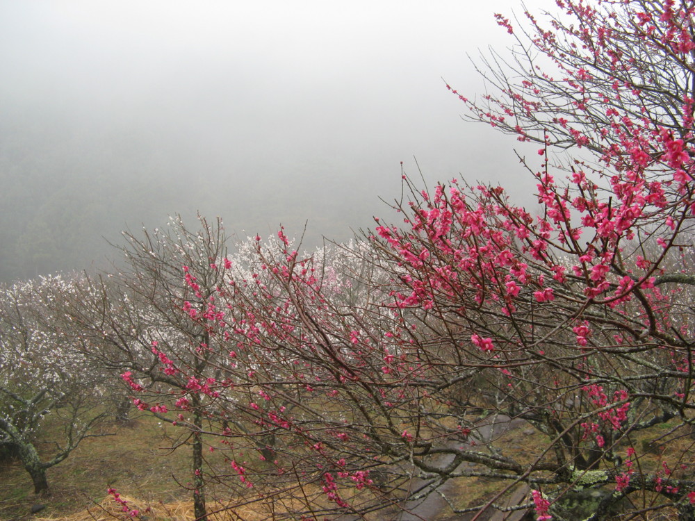 f:id:takerunba:20090226095145j:image:w500